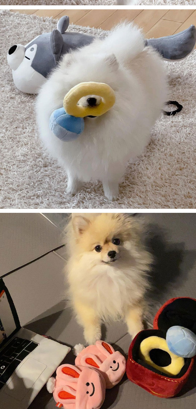 Korean diamond ring set dog toy